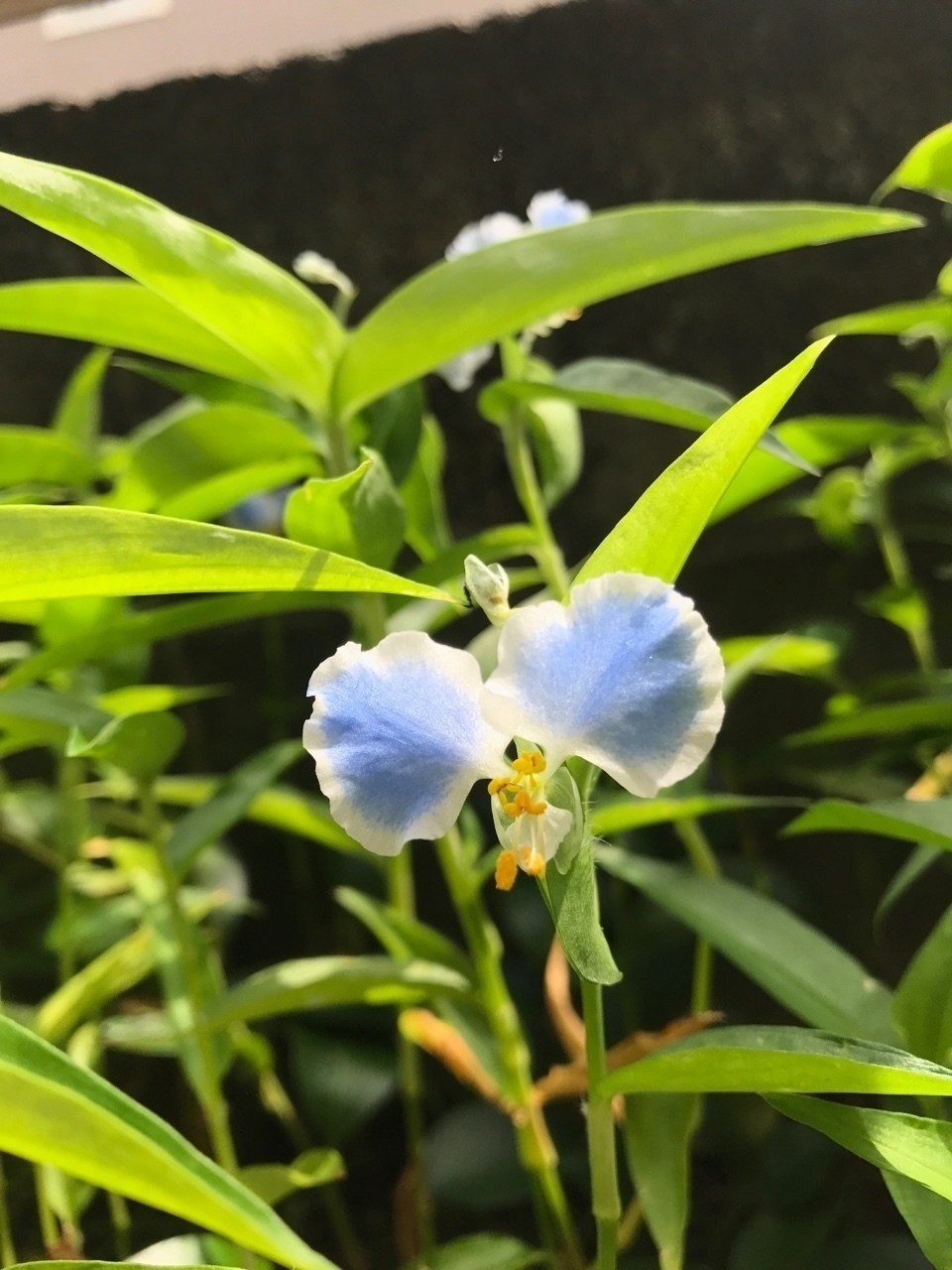 美しい花の画像 ロイヤリティフリー水色 花 名前