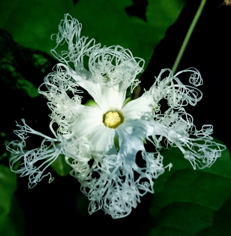 すべての花の画像 新鮮なカラスウリ 花言葉