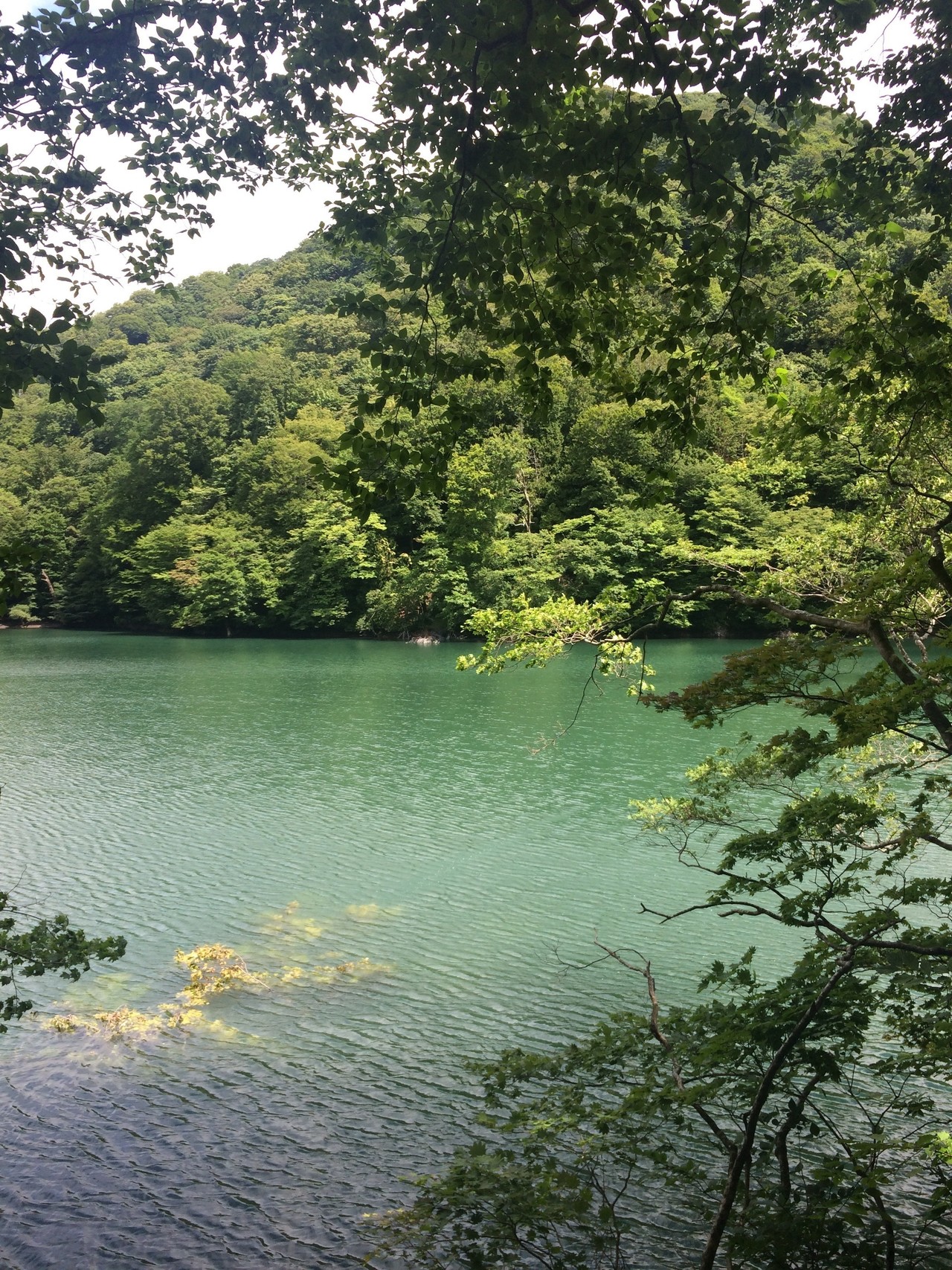 白神山地の 青池 に行ってきました 灯台もと暮らし Note