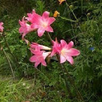 美しい花の画像 ぜいたくベラドンナ 花 言葉