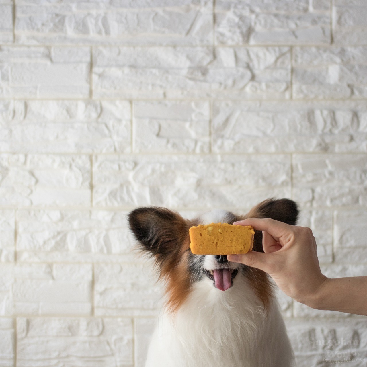 腸のケアにも さつまいもとかぼちゃのベイクドケーキ 手作り犬おやつレシピ 犬ごはん先生いちかわあやこ Official Web Site