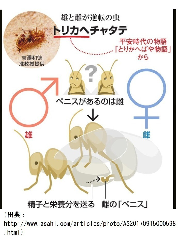 既存の 性 や 生殖 の見方を変える生物学的発見 オスとメスが逆転した生物 性器の大発見 にイグノーベル賞 投げ銭note ハフポスト 仲見満月の 分室 Note