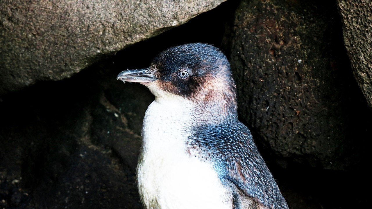 クラゲを食べる生き物は珍しい 衝撃 ペンギンはクラゲを食べていた 国立極地研が世界初の発見映像を公開 投げ銭note J Castニュース 仲見満月の 分室 Note