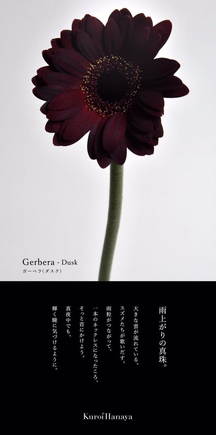 美しい花の画像 無料印刷可能黒い 花 種類