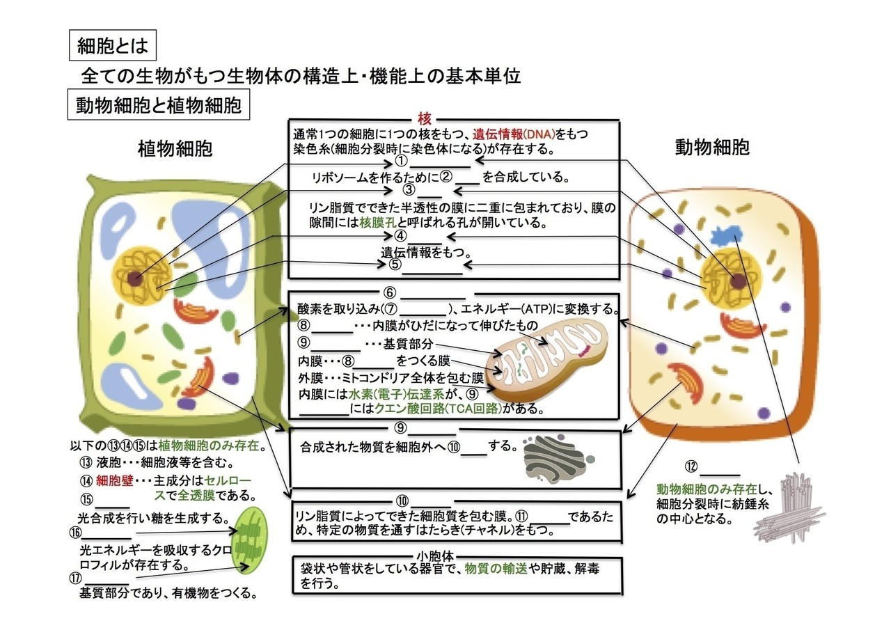 生物 講義資料 1章 細胞 Yu ネット教育を通じて日本の未来を創る Note