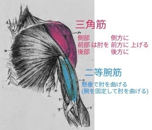 肘を曲げる 伸ばす筋肉 久野 歩 Note