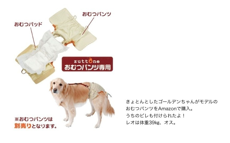 超大型犬グレートピレニーズのオムツ事情 あんこう Note