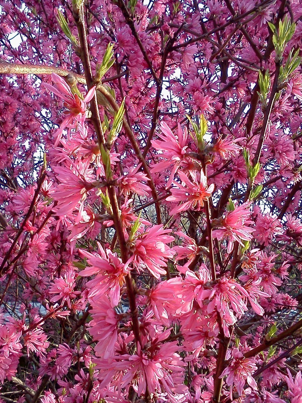 カメラ初心者 だった私がそれっぽく撮りました 2 背景をぼかそう