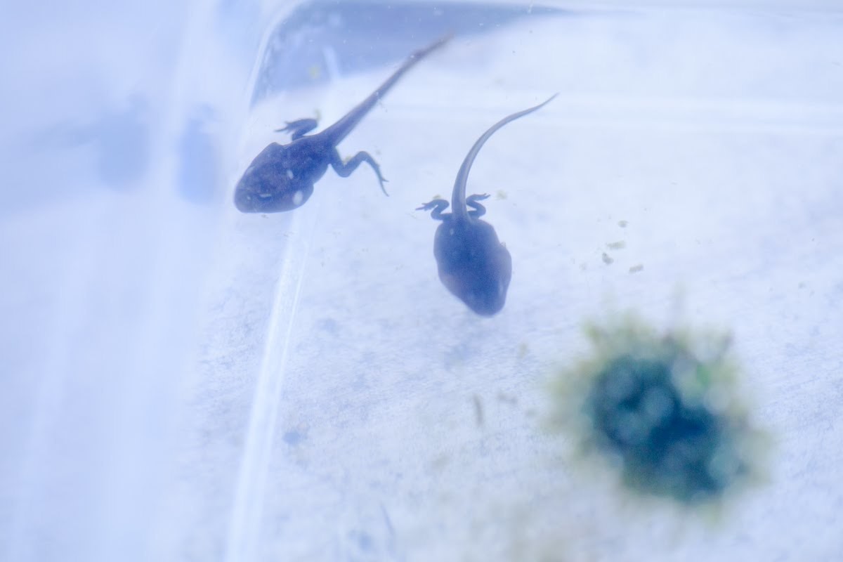 トップイメージカタログ 立派な おたまじゃくし カエル に ならない トップイメージカタログ 立派な おたまじゃくし カエル に ならない
