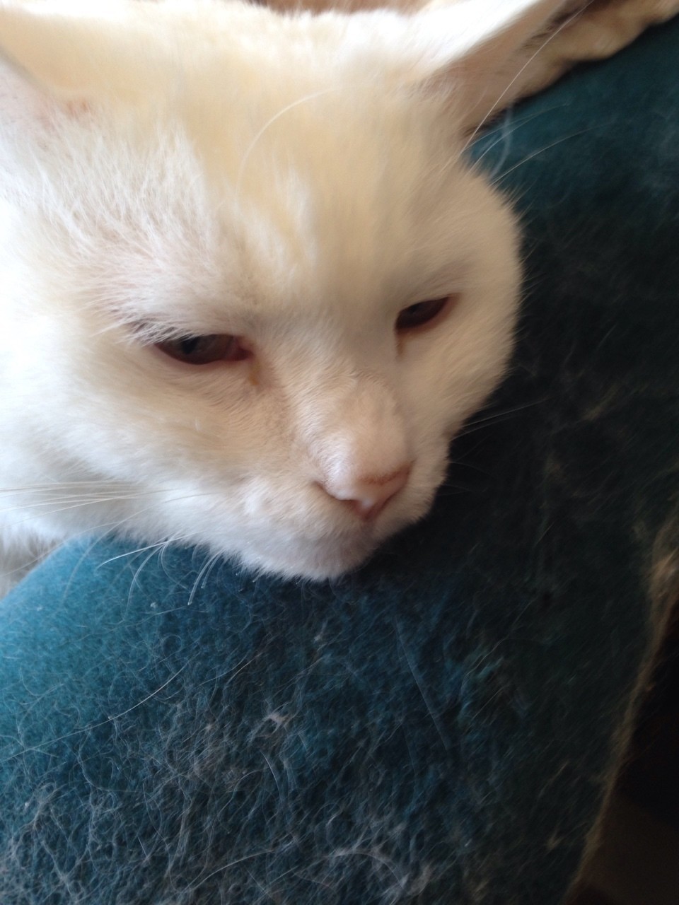 殺し合いゲームの夢1 いわさき Note