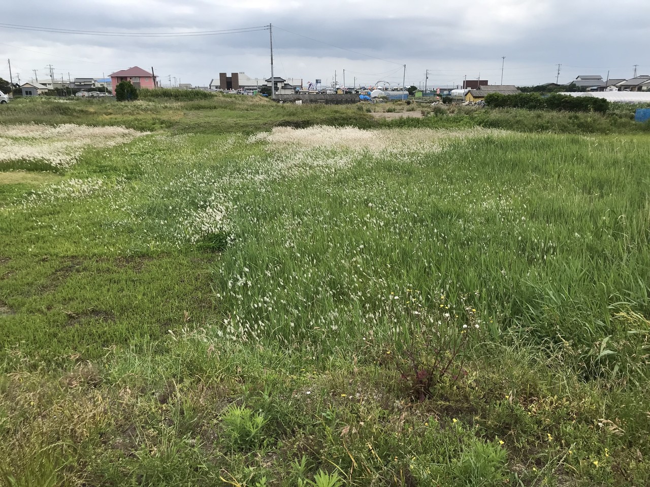 ドンキー日記18年4月 直枝政広 ドンキー日記 Note