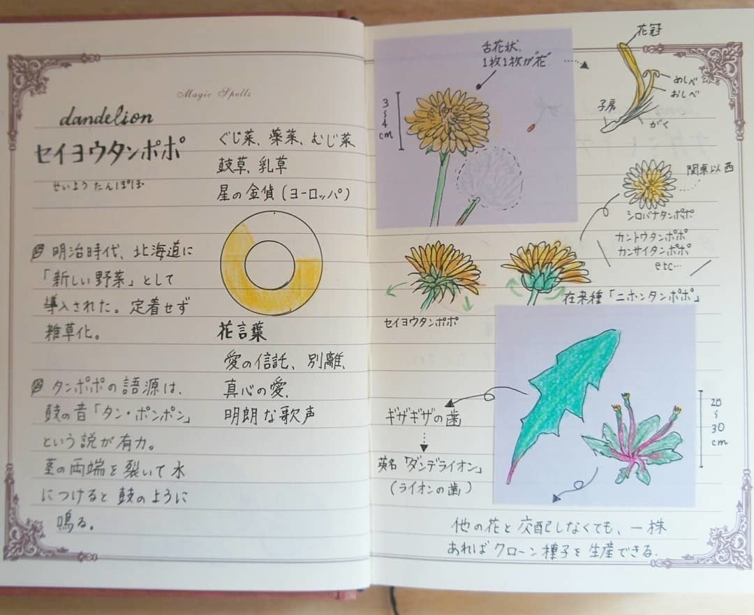 歩くのが楽しくなる 植物図鑑 のつくりかた 三條 凛花 りんか Note