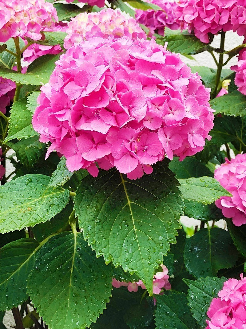 美しい花の画像 最高のピンク の 紫陽花