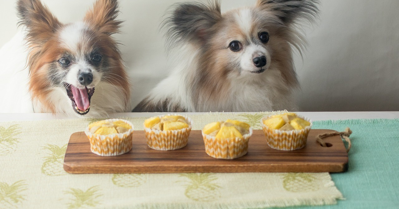 ボウルでぐるぐる混ぜるだけ パイナップルとバナナのしっとりカップケーキ 手作り犬おやつレシピ 犬ごはん先生いちかわあやこ Official Web Site ボウルでぐるぐる混ぜるだけ パイナップルとバナナのしっとりカップケーキ 手作り犬おやつレシピ 犬ごはん先生いちかわあやこ Official Web Site