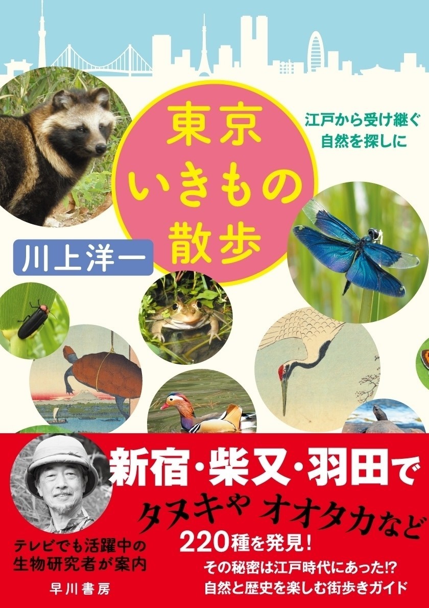 親子で自由研究 都市部でもセミの羽化が簡単に見られるコツ 動画あり 東京いきもの散歩 番外篇 Hayakawa Books Magazines B