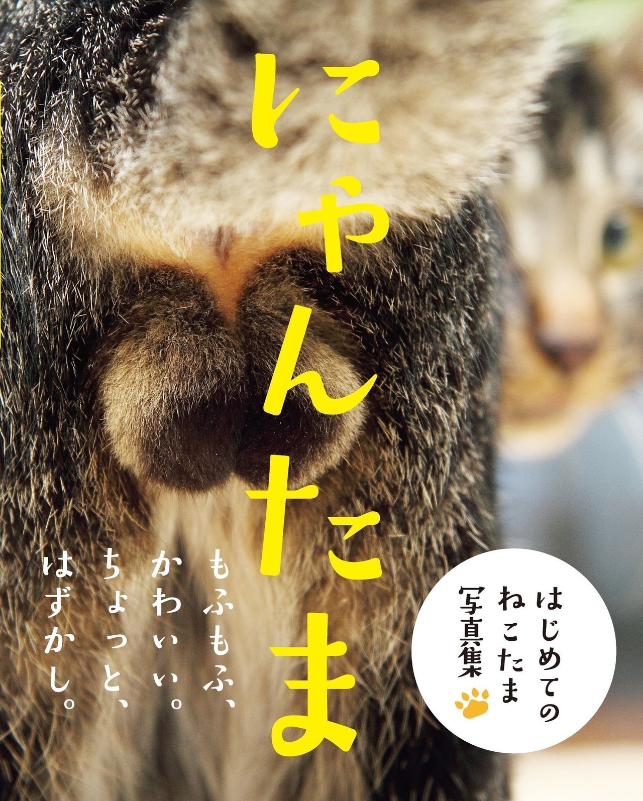 野良猫のアソコを集めた にゃんたま 写真集の魅力とは 古川ゆか Note