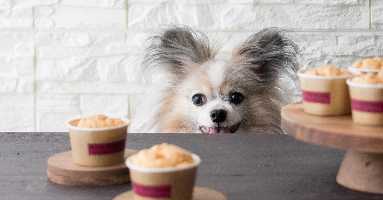 お豆腐でしゅわしゅわ ミニカップシフォンケーキ 手作り犬おやつレシピ 犬ごはん先生いちかわあやこ Official Web Site