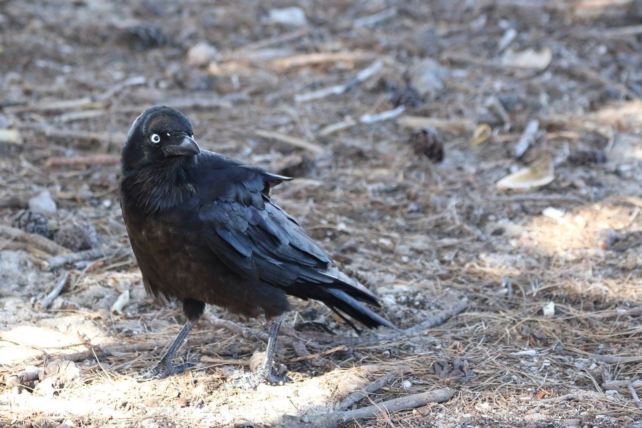 プラスチックより針金がいい カラスの作り編 ぶらり花子 Note