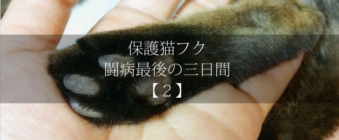 保護猫フク 闘病最後の三日間 １ M Kuro 腎不全猫介護 Note