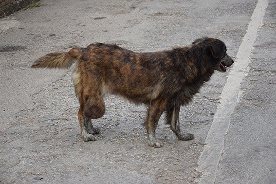 アレ が膝から出てる 日本と違う犬事情 いい犬 In ラオス２ Nayuko Nakamoto Note