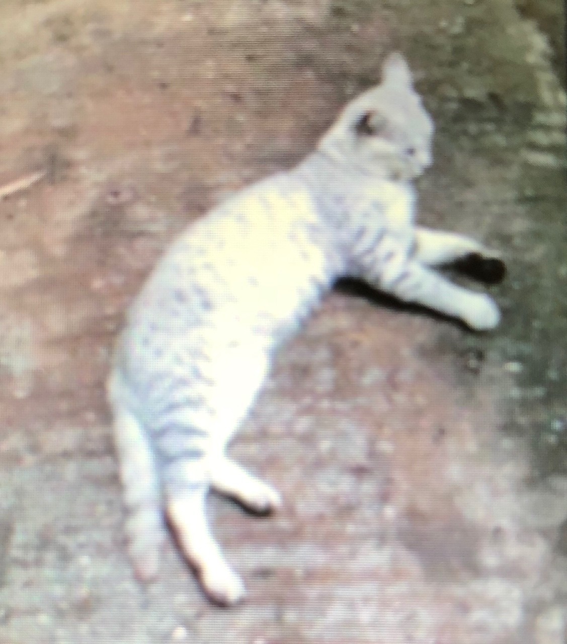 猫縞が死ぬとき 平岡和 Note