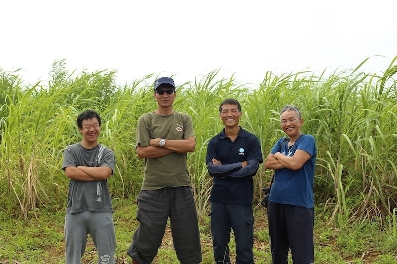 宮古島 サトウキビ畑の収穫体験と カリブ海の砂糖革命 りょうすけの ありのまま記 Note