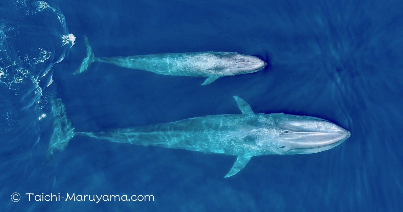 シロナガスクジラの親子の空撮動画を下記でアップしました ２頭が寄り添って泳いでいる姿は観ていて とても微笑ましかったです シロナガスクジラの親子の空撮 Http Taichi Mar 丸山太一 Tajin Note