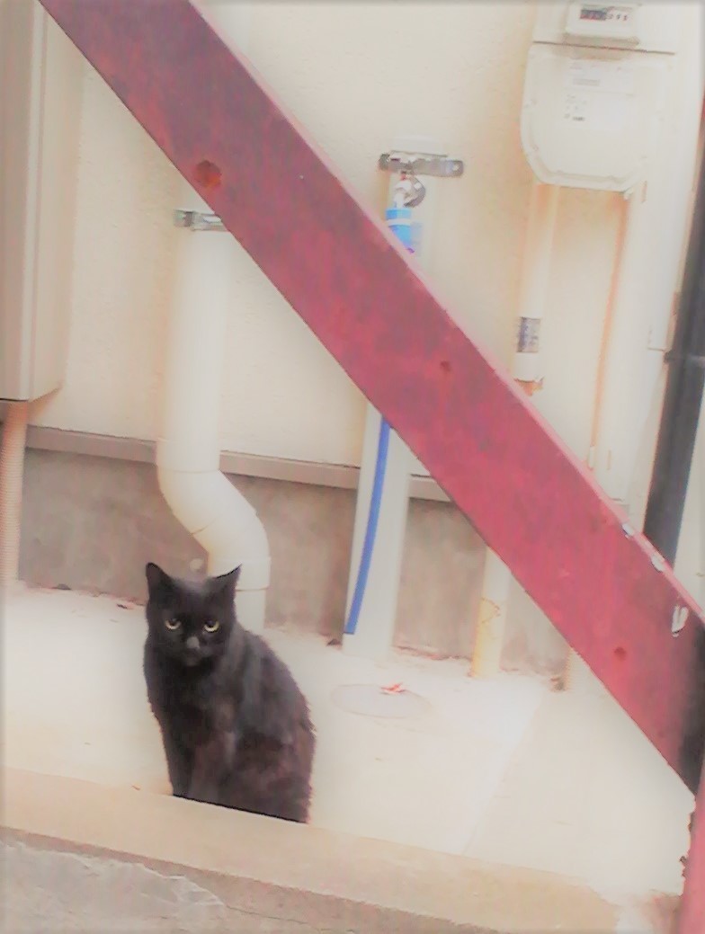 黒ねこ2_クロップ_sahara