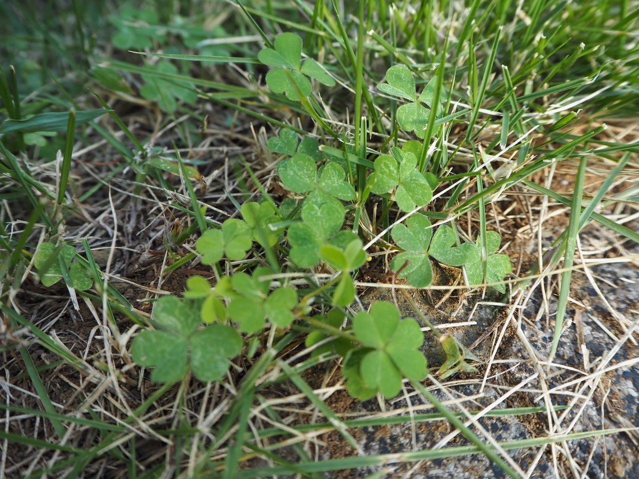 可愛いだけじゃない 最強の雑草 カタバミ とは らいむ Note