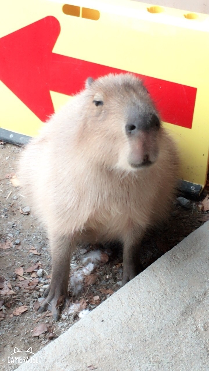 動物で癒されたバツイチ あ ニート卒業した 檸檬 Note