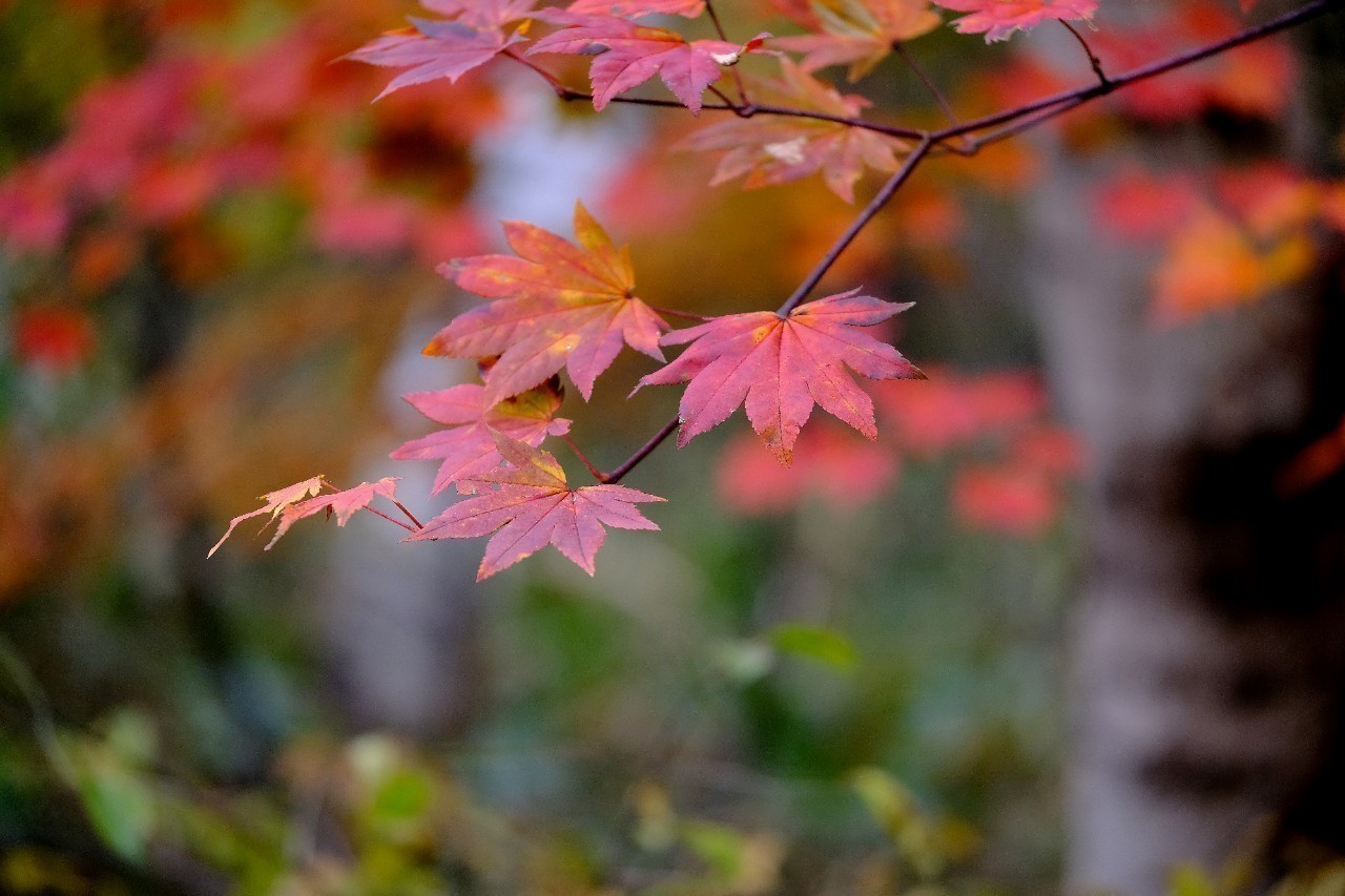 紅葉 コハウチワカエデ 5本立ち/ 518+nuenza.com