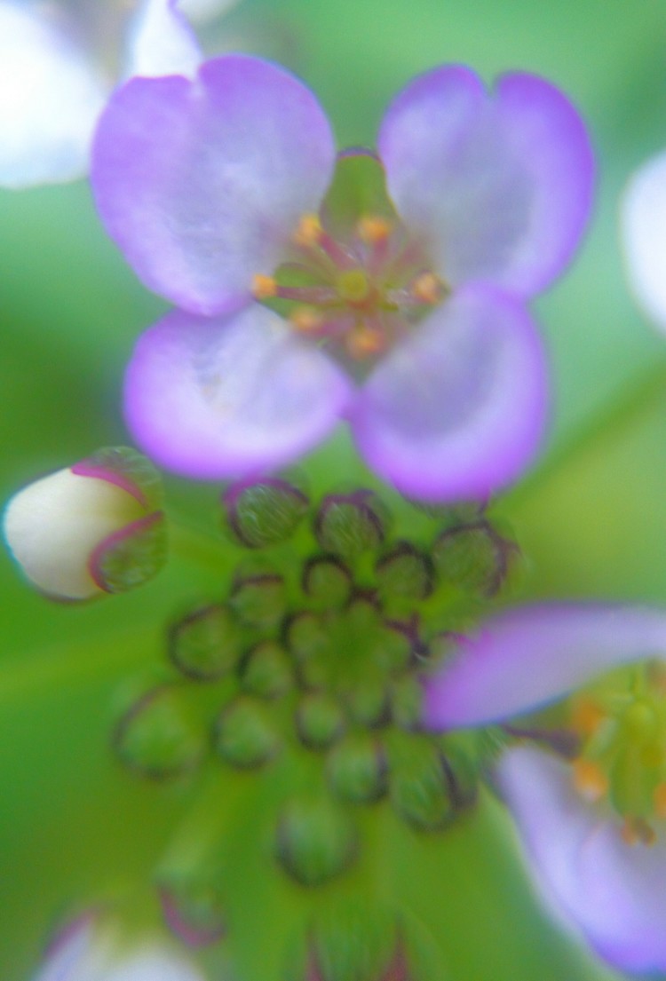 ラブリー なずな 花言葉 500 トップ画像 Hd