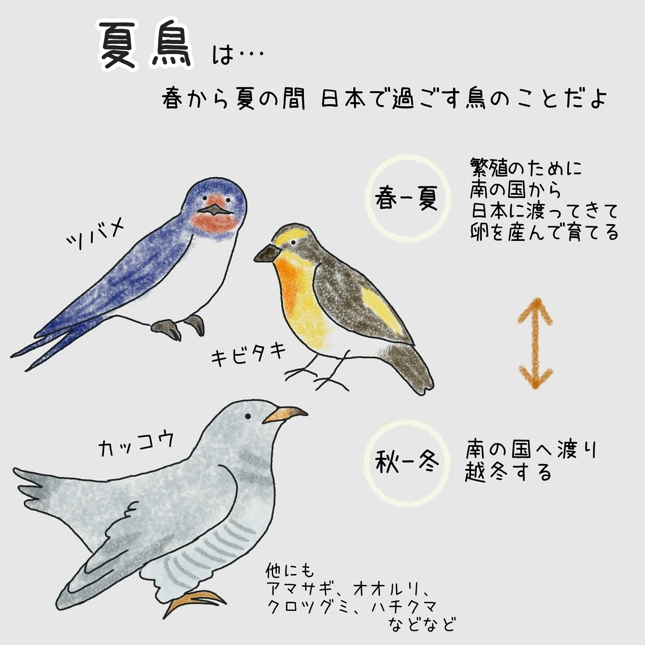 ヘラシギは 日本基準で旅鳥に分類される 渡り鳥とは をイラストでまとめました ちょろぼう Note