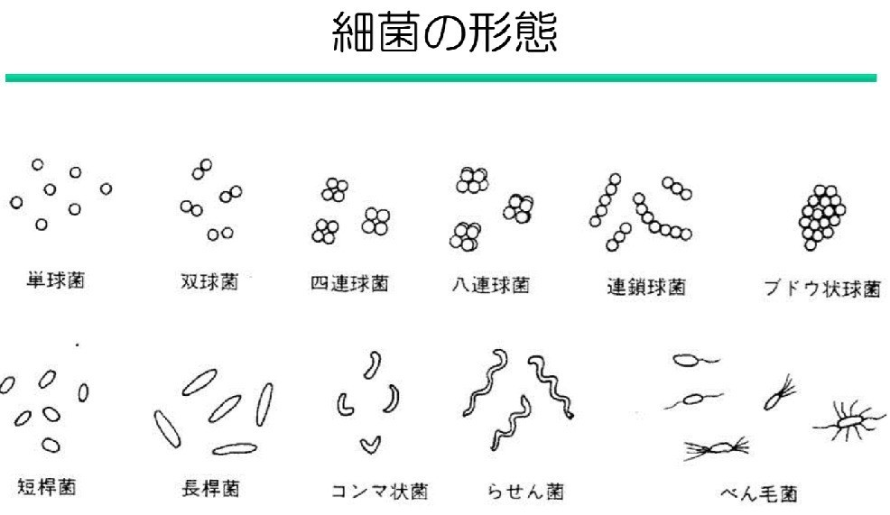 カビ菌種類, カビの種類と特徴 – QDWJAE