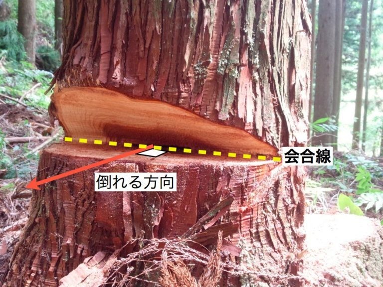 林業とテコ 追い口切りとひのきのぼうの場合 津和野ヤモリーズ Note