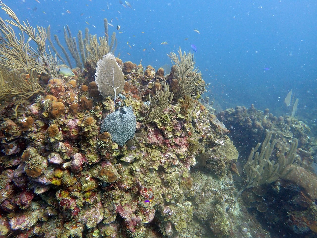 サンゴの幼生は 音を頼りに定着する礁を探す イノカ Note