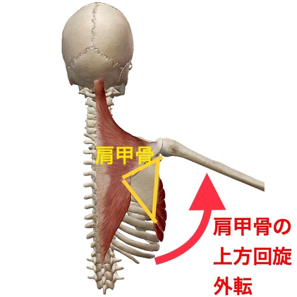 ベンチプレスで肩を痛めてしまう原因とは？肩甲骨と上腕骨から紐解いてみた