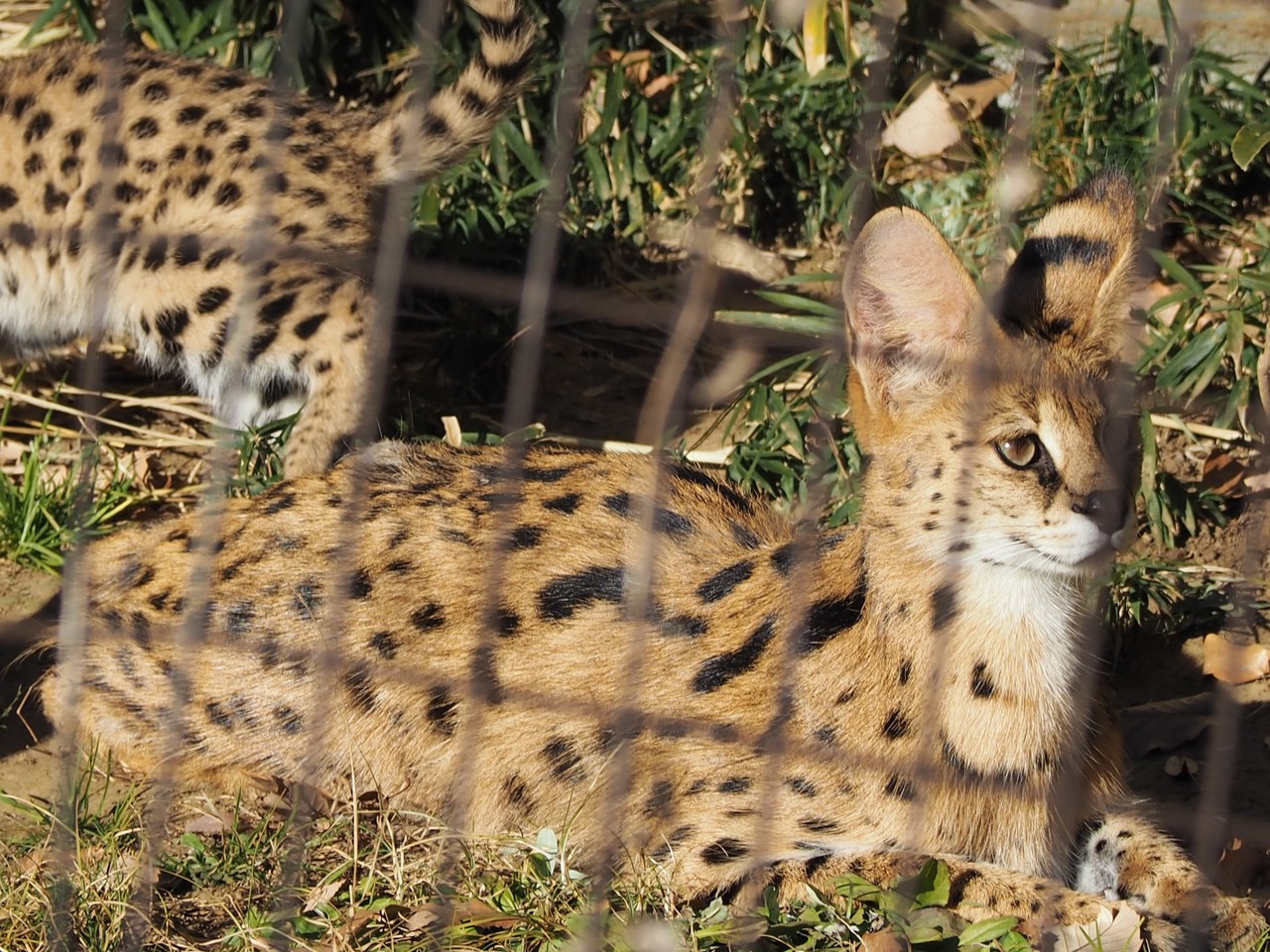 No ５ 多摩動物公園 あり Note