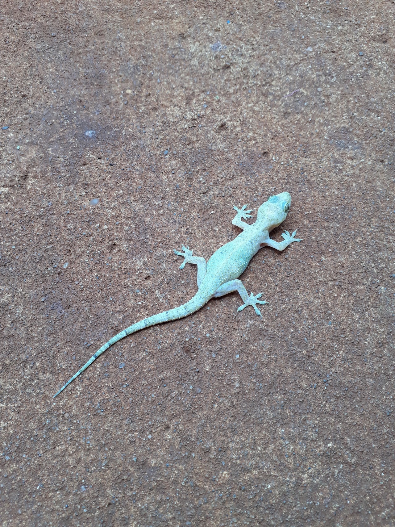 ヤモリ スピリチュアル